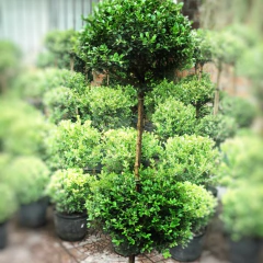 Buxus Topiario 2 Copas - Comprar en Vivero Mario