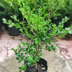 Buxus Sempervirens - comprar online