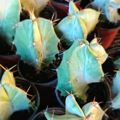 Cactus Stenocereus - comprar online