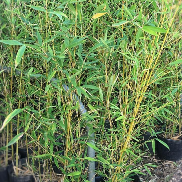 Caña de Bambú - Comprar en Vivero Mario