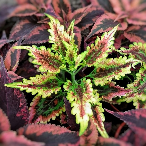 Cretona Perenne - Comprar en Vivero Mario