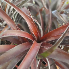 Cryptbergia Rubra
