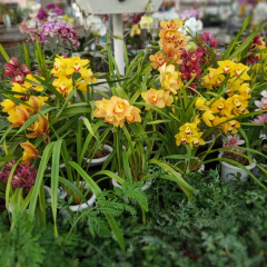 Orquídea Cymbidium - Comprar en Vivero Mario