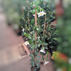 Dipladenia - comprar online