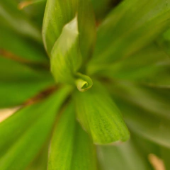 Dracaena Robusta - Vivero Mario