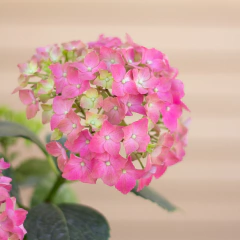 Hortensia - Comprar en Vivero Mario