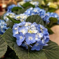 Hortensia Azul - Comprar en Vivero Mario