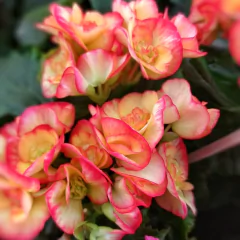 Begonia Elatior - Comprar en Vivero Mario