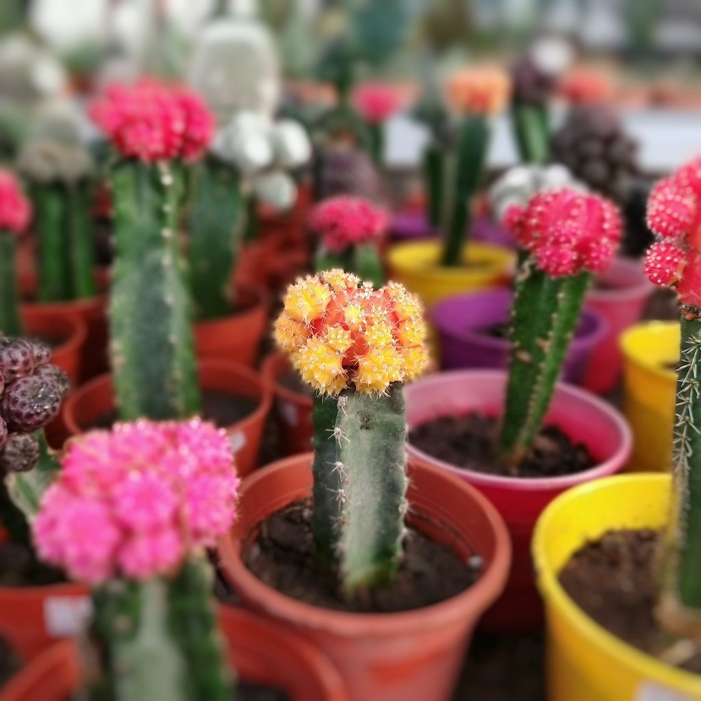 Cactus Injertados - Comprar en Vivero Mario