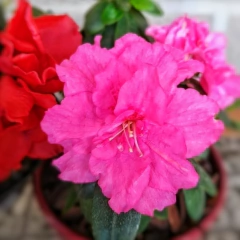 Azalea Doble - Comprar en Vivero Mario