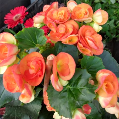 Begonia Elatior - Comprar en Vivero Mario