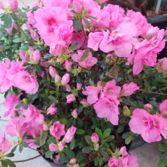 Azalea Doble - Comprar en Vivero Mario