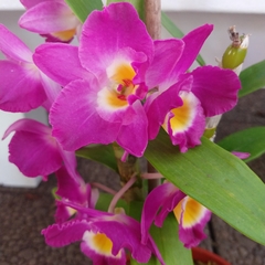 Orquídea Dendrobium