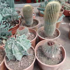 Cactus en internet