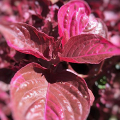Iresine Rubra - comprar online