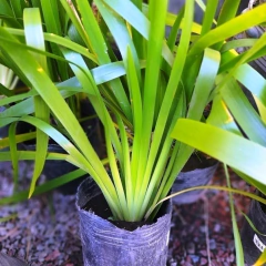 Iris Foetidissima