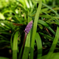 Liriope