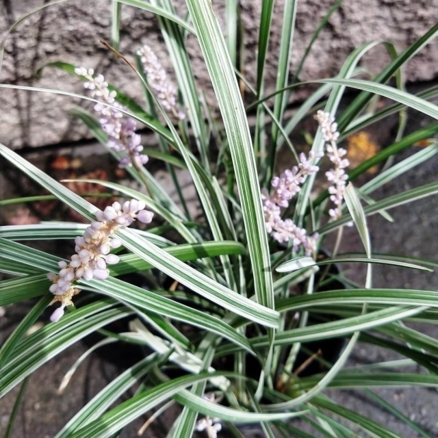 Liriope Variegado - Comprar en Vivero Mario