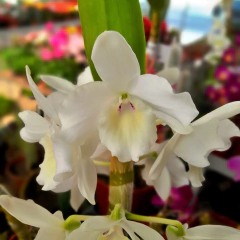 Orquídea Dendrobium - tienda online