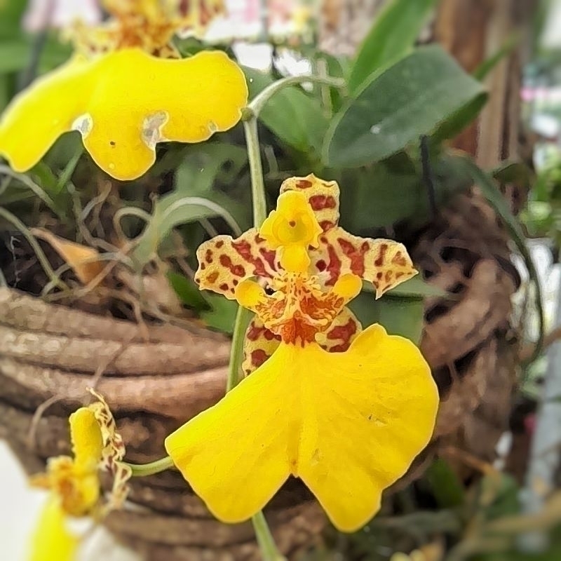 Orquídea Patito - Comprar en Vivero Mario