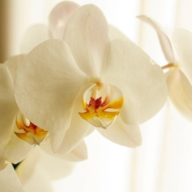 Orquídea Phalaenopsis - Comprar en Vivero Mario