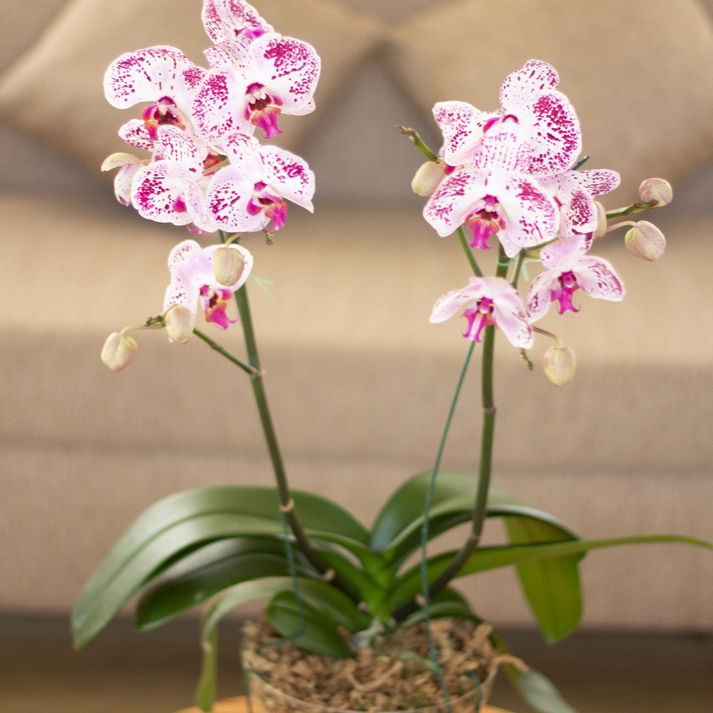Orquídea Phalaenopsis - Comprar en Vivero Mario