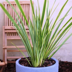 Phormio Variegado