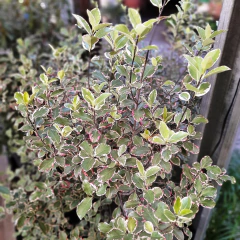 Pittosporum Garnetti - comprar online