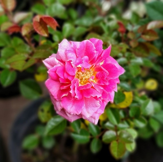 Rococco Roses Rosa Rococó - Comprar en Vivero Mario
