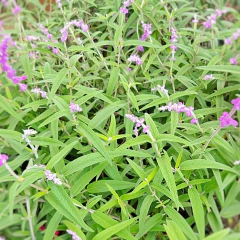 Salvia Leucantha en internet