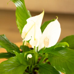 Spathiphyllum en internet