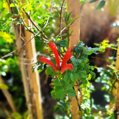 Tecomaria Capensis - Vivero Mario