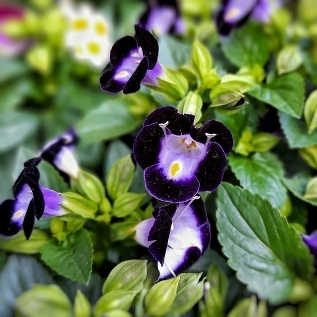 Torenia - Comprar en Vivero Mario