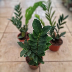 Zamioculcas - tienda online