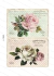 LA - 1045 DOS ROSAS - BD