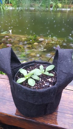 Planta de Epilobio - comprar online