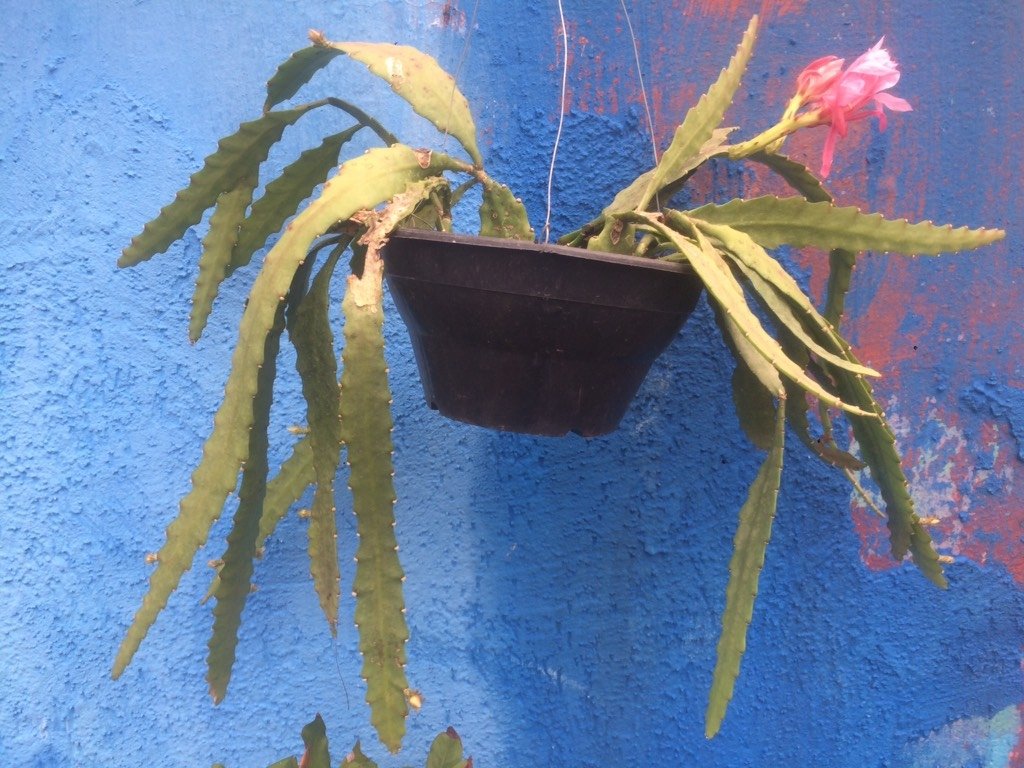 Epiphyllum- Cacto Orquídea cuia 21