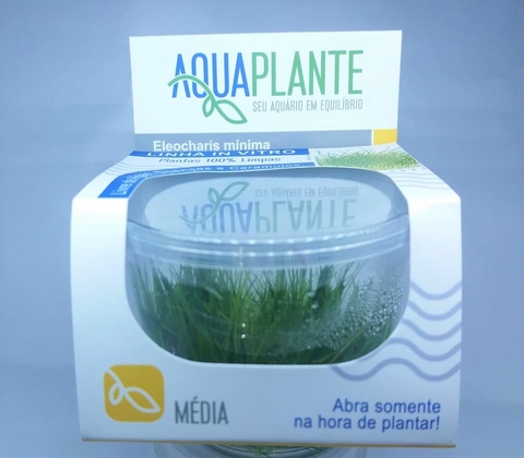 Planta Natural Eleocharis Minima - Aquaplante
