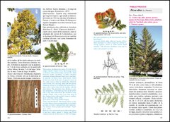 Árboles en Patagonia / Trees in Patagonia - VM Editores