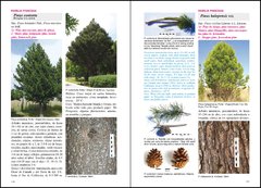 Árboles en Patagonia / Trees in Patagonia - tienda online