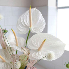 Anthurium Grande y Chico Cód. 121 - comprar online