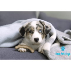 Benebone Puppy Wishbone Bacon - Compre brinquedos de Enriquecimento Ambiental para Pets | Hoa Pet Toys