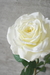 Rosas Bromelia - Bromelia Design