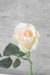 Pimpollos ROSA