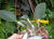 Cattleya walkeriana (Tetéia x Fatinha) Lacre 0513865 - comprar online