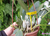 Cattleya walkeriana touceira inteira (Tetéia x Fatinha) Lacre 0513866 na internet