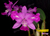 Cattleya walkeriana var. trilabelo Lacre 0513868 na internet