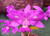 Cattleya walkeriana var. trilabelo Lacre 0513876
