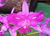 Cattleya walkeriana var. trilabelo Lacre 0513878