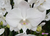 Phalaenopsis Big Lip (22-013)